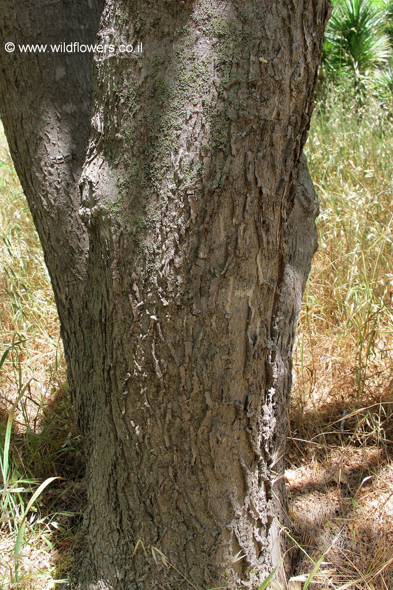 Celtis latifolia